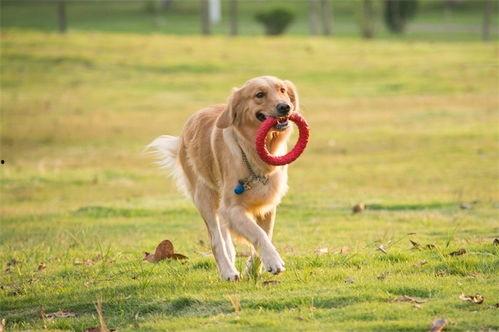 一个狗狗最新爆料视频在线观看,揭秘宠物界的秘密生活